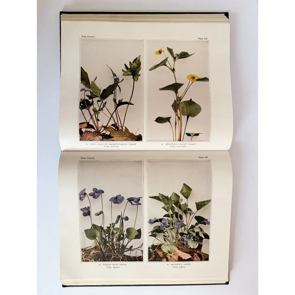 Wild Flowers Book Homer D House Macmillan 1935 Color Botanical Plates EXCELLENT